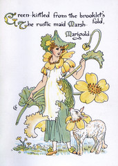 Marsh Marigold. Date: 1895