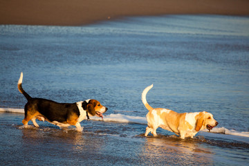 two basset hounds by sea