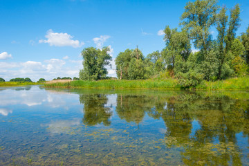 Shore of a lake in wetland in summer