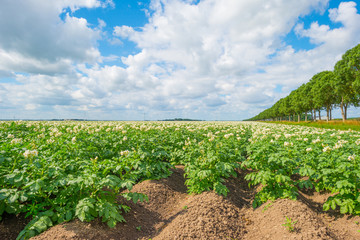 Fototapeta na wymiar Potatoes growing in a field in summer