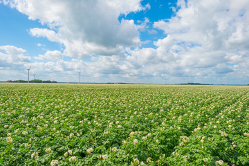 Potatoes growing in a field in summer