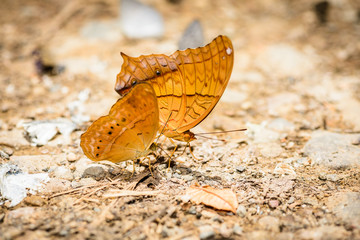 Naklejka premium many pieridae butterflies gathering water on floor
