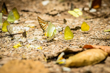 many pieridae butterflies gathering water on floor