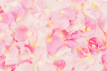 Pink rose petals. Flat lay, top view. Background of petals