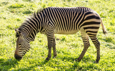 Fototapeta na wymiar Zebra on green grass in nature