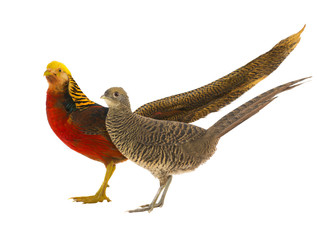 female and male pheasant gold