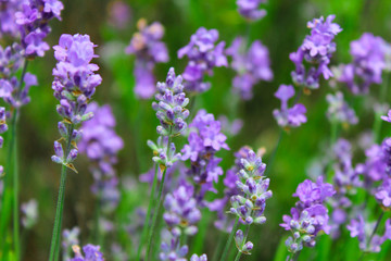 Lavender field, Crimea