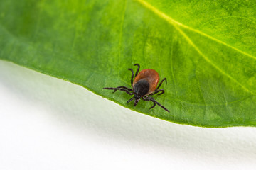 Interesting tick on a green leaf. Ixodes ricinus. Dangerous parasite and carrier of infection. 