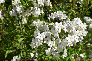 Solanum jasminoide au printemps au jardin