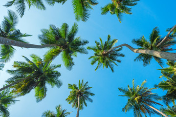 Tropical coconut palm trees lush crowns perspective view