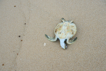 Dead sea turtle on the ocean beach