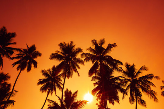 Palm trees silhouettes on tropical beach at summer sunset
