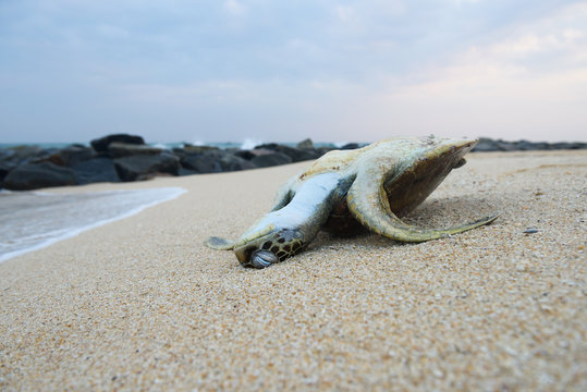 Dead turtle on the ocean beach sand