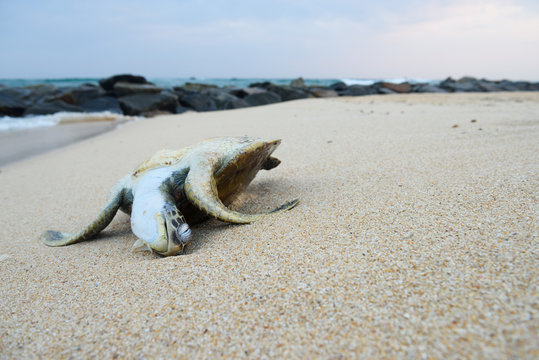 Dead ocean turtle on the beach