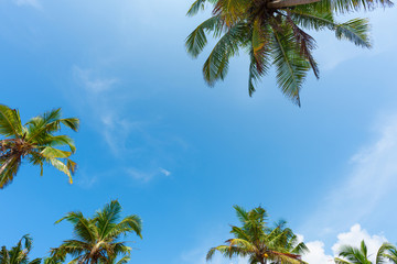 Obraz premium Palm tree leafs with blue sky as copy-space