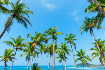Coconut palm trees over the ocean shore