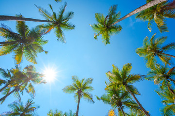 Obraz na płótnie Canvas Coconut palm trees crowns perspective view
