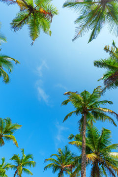 Coconut palm trees leafs with blue sky as copy space