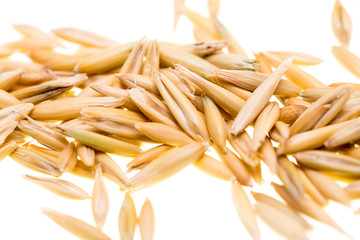 Grain of oats isolated on white background