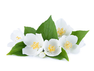 Flowers of jasmine with jasmine leafs and buds isolated on white background