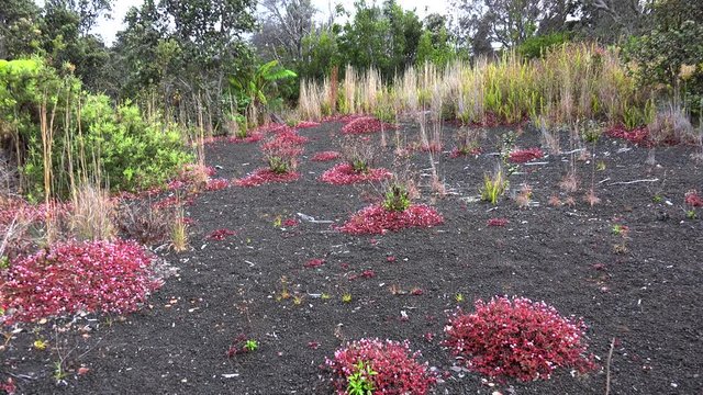 Pinkhead Smartweed (Polygonum capitatum) at the lava cinder. Volcanoes NP, Big Island, Hawaii, USA