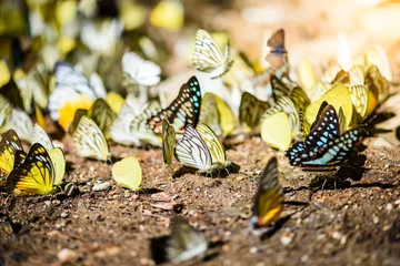 Crédence de cuisine en verre imprimé Papillon many pieridae butterflies gathering water on floor