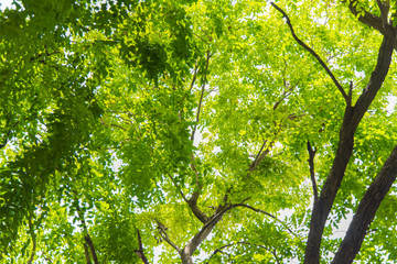 Under the forest green tree