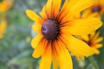 Orange flower