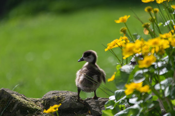 Duckling