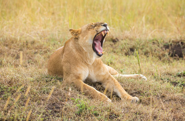 Angry lioness © Alexey Osokin