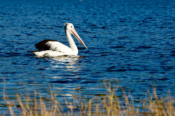 Pelican swimming on lake