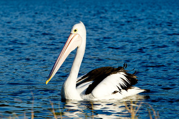 Adult Pelican swimming on lake