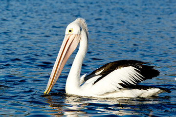 Close up of pelican floating on lake