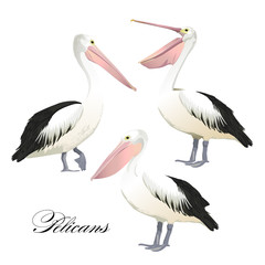 Vector with graceful pelicans set