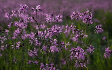 Purple wild flowers background 