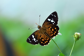 Butterfly from the Taiwan (Celaenorrhinus maculosus)Large meteor hesperiids butterfly