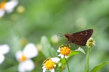 Butterfly from the Taiwan (Caltoris cahira austeni) Black lines hesperiids butterfly