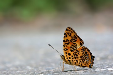 Butterfly from the Taiwan (Symbrenthia hypselis scatinia) Butterfly in water