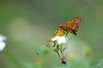 Butterfly from the Taiwan (Telicota ohara subsp. formosana Fruhstorfer) Red Bamboo hesperiids butterfly