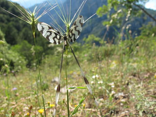 nemoptera sinuata