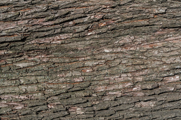 Old natural wooden shabby background . Wood Texture. Bark of tree.