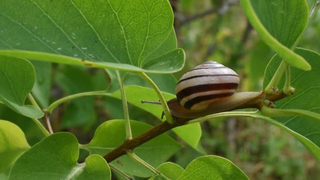 Slow moving of snail in the garden