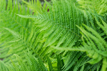 Abstract background of green fern leaves. The texture of the fern. Selective focus..