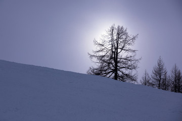 Alpe Davero, tree in the snow