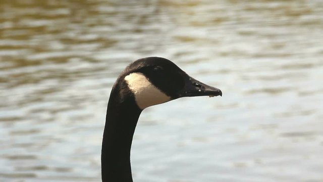 Canada goose (Branta canadensis) head and neck close up in front of lightly rippled lake water.