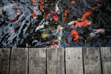 fancy carps swimming in the water flow and splat
