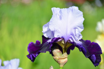 Light iris flower 

