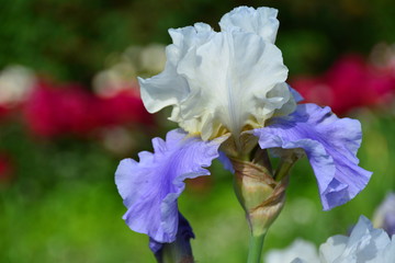 Beautiful portrait of light iris flower 
