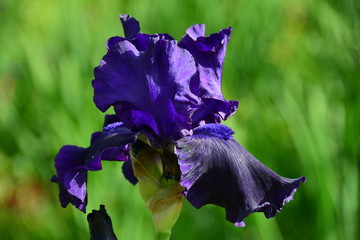Portrait of beautiful dark iris flower 