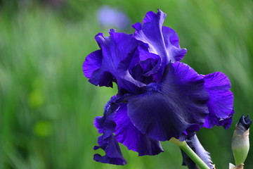 Blooming dark blue iris flower in the garden 